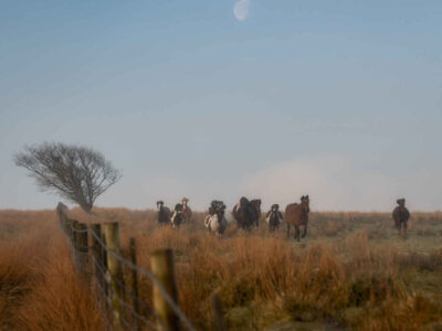 Pictures of wild horses on Exmoor